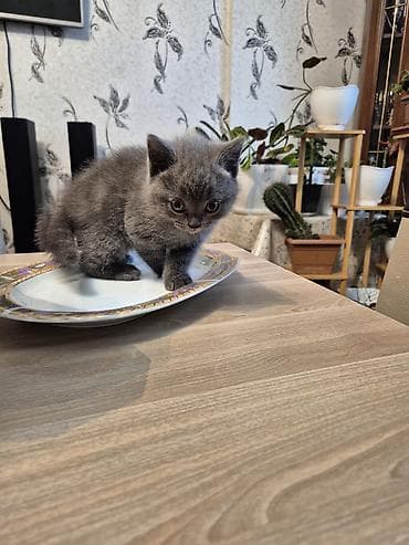 pisik balasi: Britan — 1