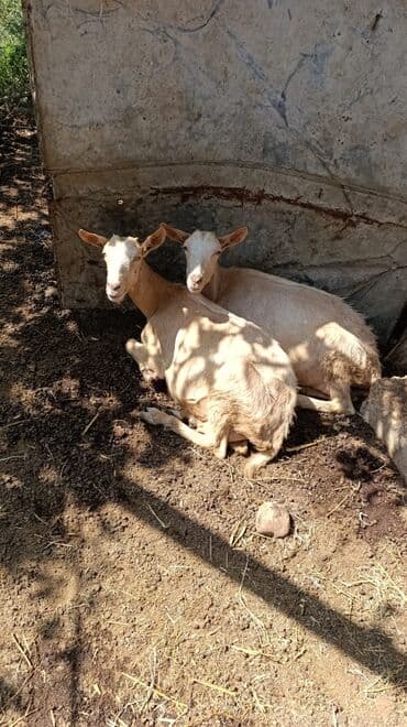 cins ineklerin qiymeti: Məhsul: Keçilər satılır boğaz keçilər sudlü heyvanlardı Qiymət: 400 — 8