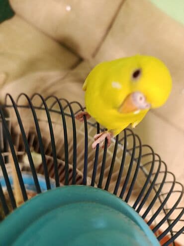 Məhsul: Dalmatian/Jakobin rəng qırması olmayan dalmatian olmayan, sarı