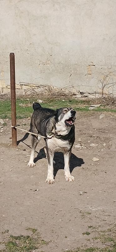 qız it adları: Qurdbasar, 2 il, Dişi — 2