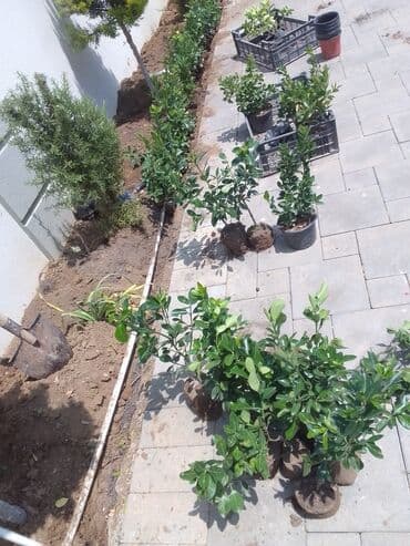 helba bitkisi faydaları: Qızıl güllər dipçək gülləri həmişə yaşıl kolları zəhmət olmasa — 7