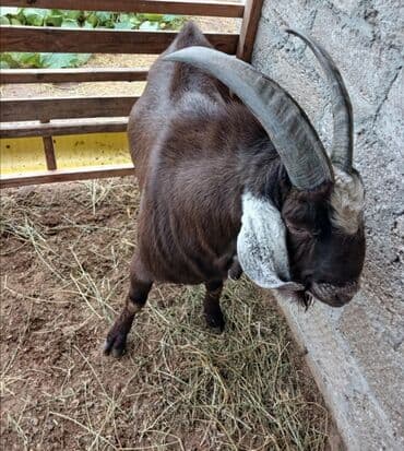 çin bıldırcını: Saf cins erkək keçi (təkə) - Rəng: tünd qəhvəyi (baş və alın — 3