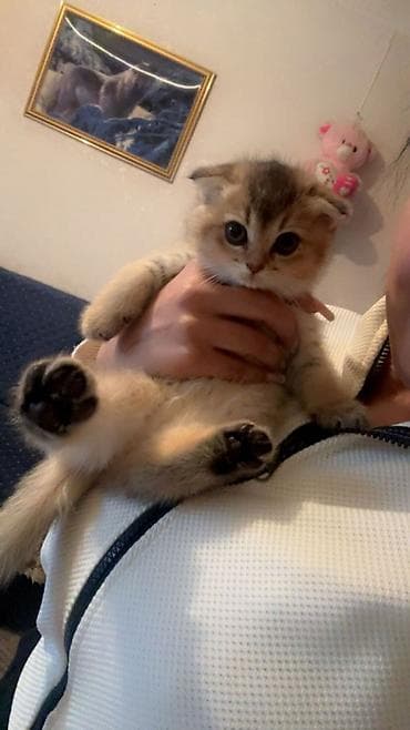 pişiyler: Britan, Yaxşı əllərə — 2