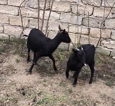 cins inekler azerbaycanda: Təmiz orginal murciyano keçiləri yetik boğazdılar 6 dənə keçidi — 8