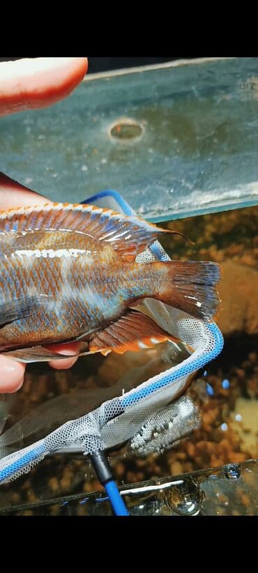 oskar balığı: Yırtıcı, Ödənişli çatdırılma, Ünvandan götürmə — 2