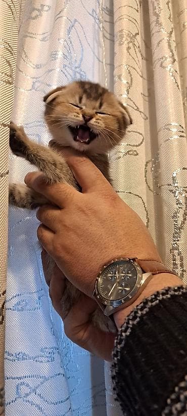 отдам в добрые руки: Şirin balaca pişik yastıqlı bənövşəyi hədiyyə səbətində - Cins: ev — 5