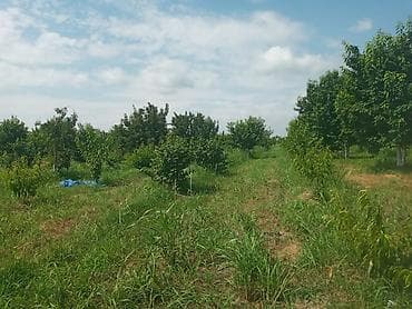 zolotoy us bitkisi: Xacmaz rayonu Gödekli kendinde 46 sot bağ satılır bağda 20 eded 14 — 4