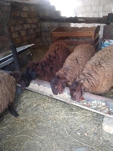 Коровы, быки: Qoyunlar – yerli cins, qəhvəyi rəngli, uzun və qalın yunlu — 2
