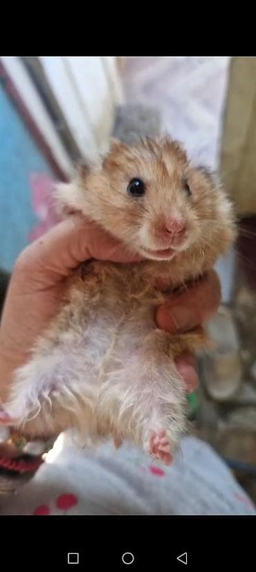 heyvanla barter: Növ: Hamster (ev heyvanı) Rənglər: krem, açıq qəhvəyi-ağ qarışıq — 1