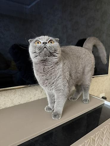 Gəmiricilər: Şotland, Dişi, Yaxşı əllərə — 4