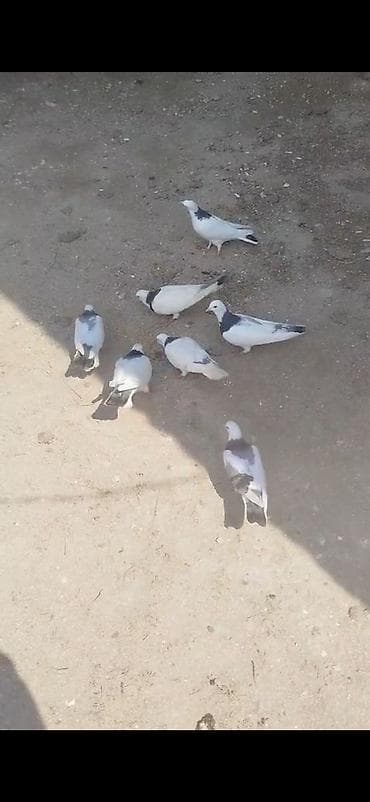 göyercinler: Salam.Alekum 7eded boynugullu satilir tergizilir hamsi bir nesildi — 3