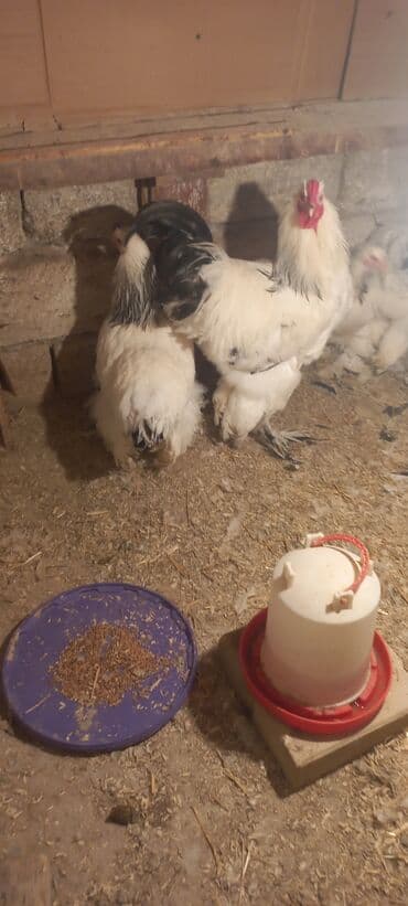 Qoyunlar, qoçlar: Toyuq, Brama, Damazlıq — 2