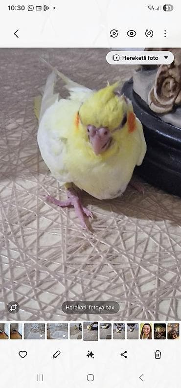 bulbul quşu: Növ: Nimfa (cockatiel) – sarı/limon rəng çaları, yanaqlarda narıncı — 1