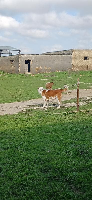 alabay itleri haqqinda melumat: Alabay, 3 il, Dişi, Peyvəndli — 8