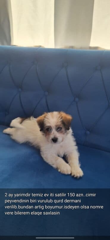 i̇t şpitz: 2 ay, Peyvəndli — 2