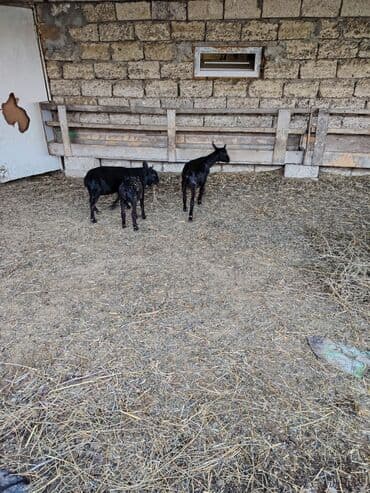 en cox sud veren inekler: Salam hər kəsə. 4 İspan sortu mursiyano və 1 erkək hələb satılır — 4
