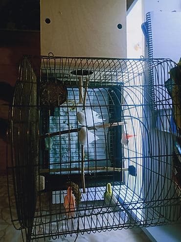 Geyimlər: 🛑 Təcili 🛑 Təmiz qan çex cütlükleri.7 dene bala almışam tam — 4