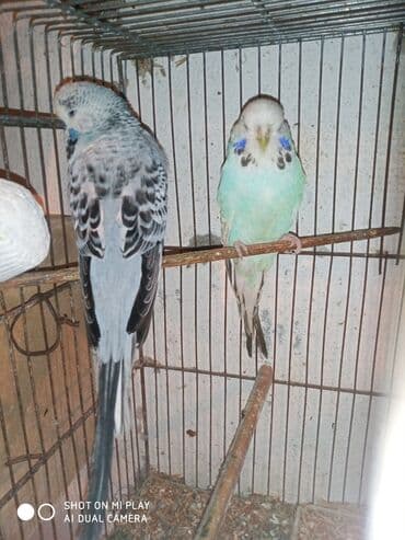 dəvə qusu: Çex cütler satılır papuqaylar təmiz qan vıstıvıcnıy vıstıvka sərgi — 7