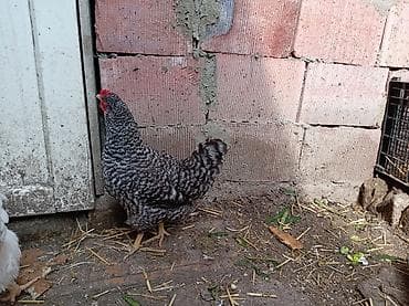 kənd toyuqlarının satışı: Toyuq, Damazlıq, Ünvandan götürmə — 5