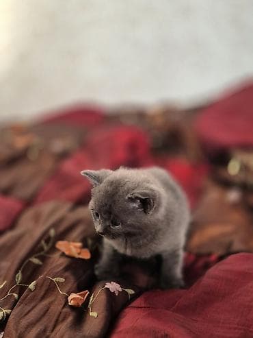 zvonok it satisi: Britan, Yaxşı əllərə — 4