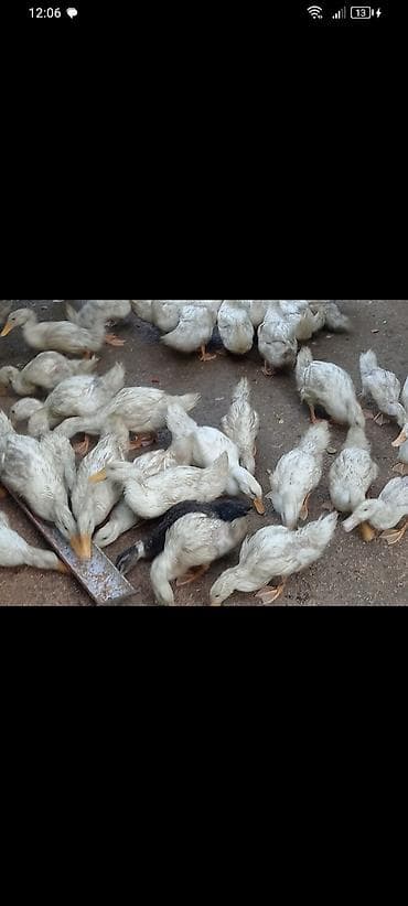 toptan toyuq satisi: 15azn çox goturene endirim olacağ Pekin ordeklerdi — 4