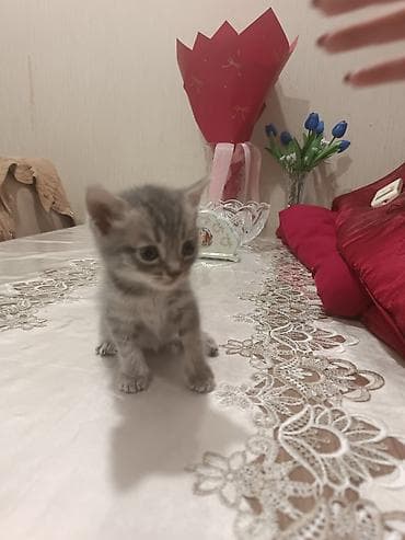 shotland pisik: Boz rəngli balaca pişik balaları - Növ: Ev pişiyi (qısa tüklü — 10