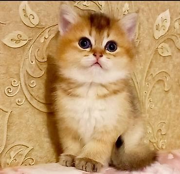 sibir pisiyi: Britan, Erkək, Dişi, Yaxşı əllərə, Ünvandan götürmə — 1