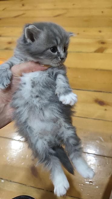 xoruz sekilleri: Boz tüklü balaca pişik balaları - Rəng: gümüşü/boz tonlarda, bəzi — 3