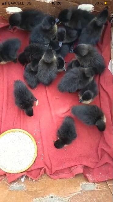 Inəklər, öküzlər: Kayuqa Ördey balasi 2 hefdelik olanlar 10 manat. 1 hefdelik 8 manat – — 2