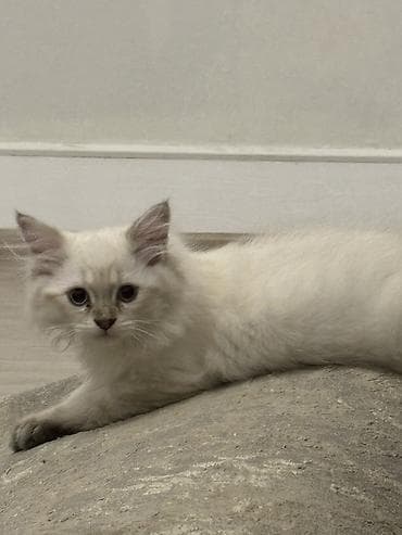 Dişi, Erkək lalafo.az -da Dişi, Erkək