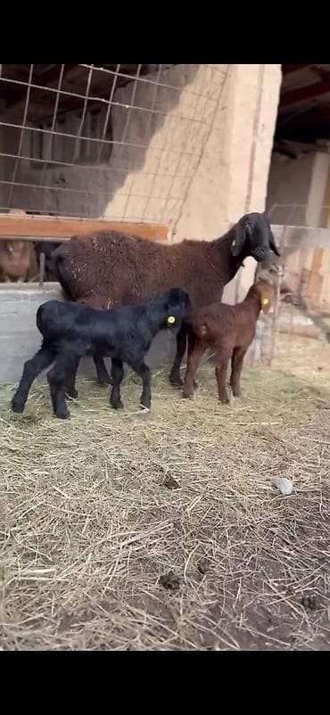 Qoyun və quzu dəsti - Ana qoyun: yerli ətlik-tip (qara başlı