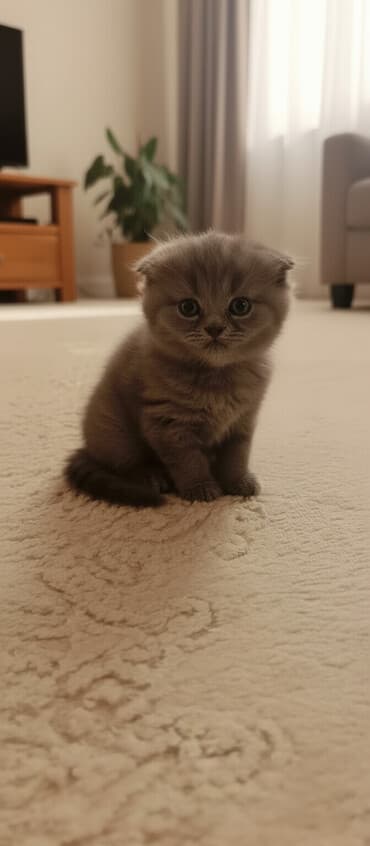 dişi pişiklər: Şotland, Dişi — 3