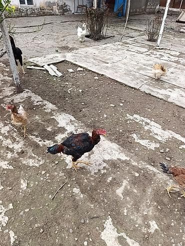 yasil bas ordek: Məhsul: Ev şəraitində bəslənən döyüş tipli xoruzlar və toyuqlar — 4
