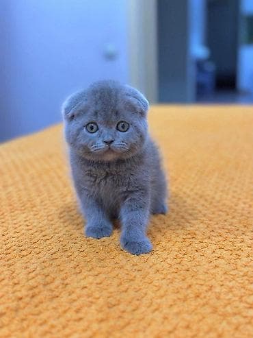 ev pişiki: Şotland, Erkək, Dişi, Yaxşı əllərə, Ünvandan götürmə, Pulsuz çatdırılma, Ödənişli çatdırılma — 6