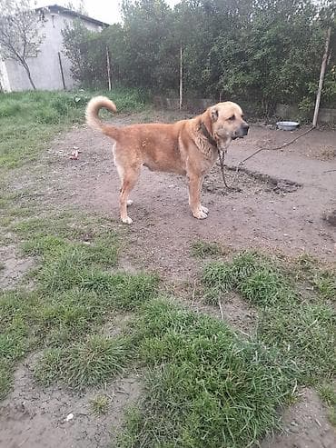 it yuvası satilir: Salam tecili satllır 3 yaş 7 ayllxdı heyvana söz yoxdur isdiyen — 9