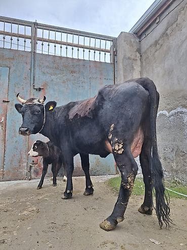 Гуси: 15 litir süd verir 2 qarına doğub 10 gündü doğub balası dişdi — 5