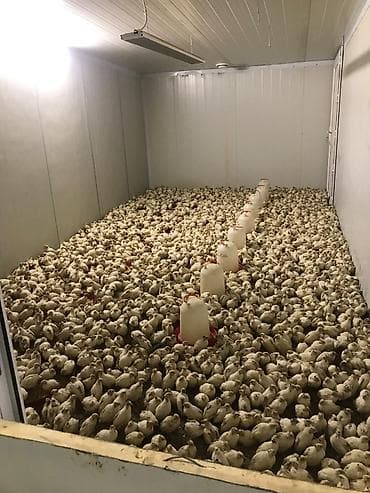 bildircin satılır: Texas bildircinleri 130-150 gr ucun giymet 1.80 — 3