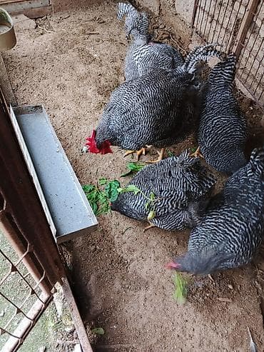 Yemlər: Toyuq, Yumurtalıq, Ünvandan götürmə — 4