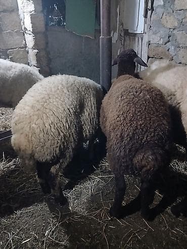 quzu qarni: Qoyun – qarayün (qəhvəyi) quzu - Şəkillərdəki qarayün quzu satılır. - — 2