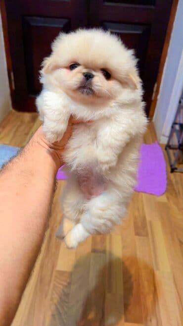 İtlər: Pekines, 5 ay, Dişi, Peyvəndli, Ünvandan götürmə, Pulsuz çatdırılma — 3