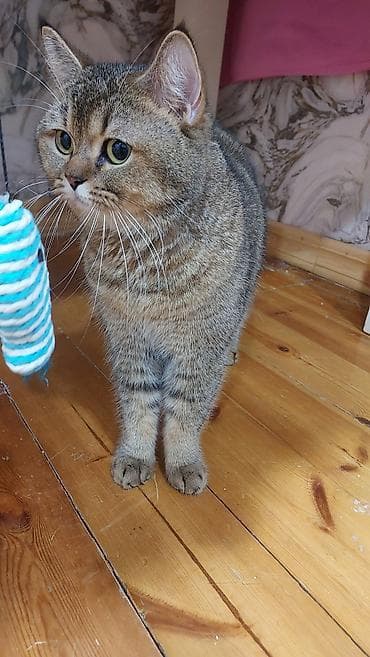 pisik itib: Qızıl şinşilla, Erkək, Yaxşı əllərə, Ödənişli çatdırılma — 4