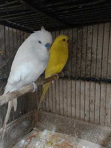 Çex papuqaylar bir çüt,ağ rəngdə olan erkek,sarı olan isə mayadır.Bu