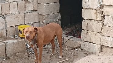 pitbul ıt: Pitbul, Erkek — 1