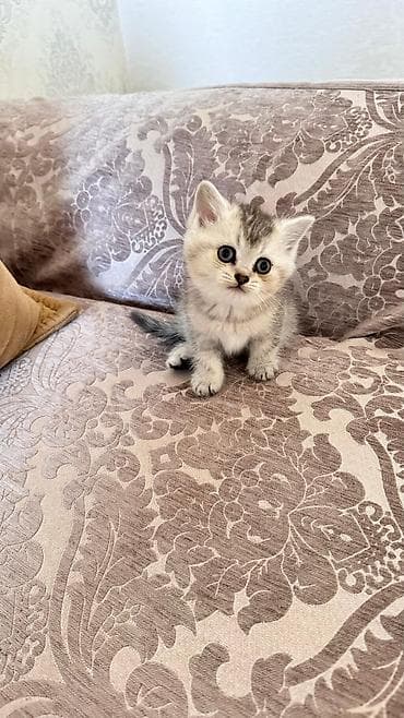 британская шиншилла: Шиншилла — 9