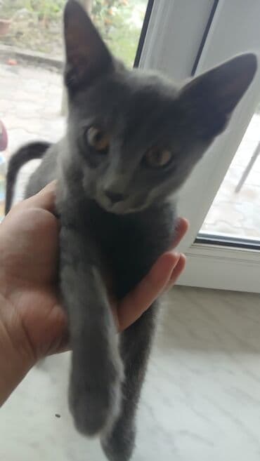 британская голубая кошка: Русская голубая, Самец, В добрые руки — 3