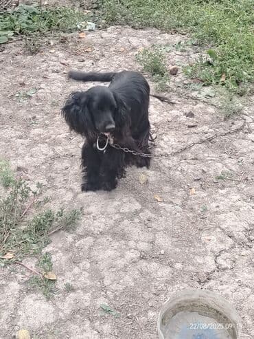 bakıda it satışı: Koker spaniyel — 1