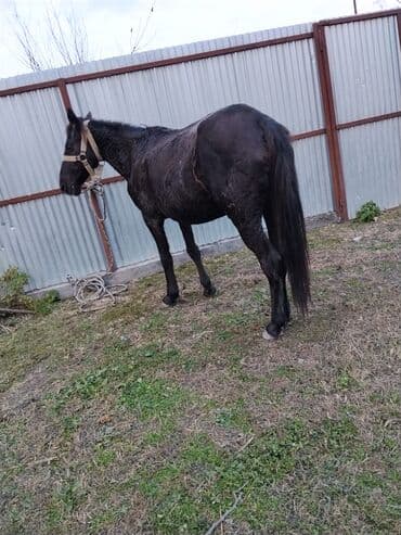 Gəmiricilər: Erkək, il: 8, Ünvandan götürmə — 3