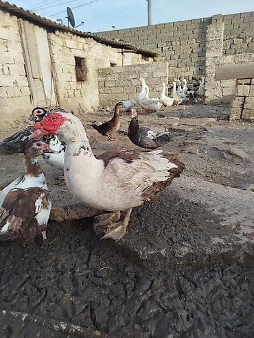 Xoruzlar: 1 İllik Erkəy lal ördəklər. Aktiv heyvanlardır. Ağlar Qaralar 40 — 5