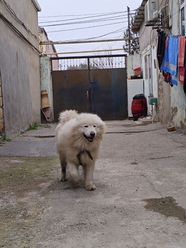 Iran Khodro: Samoyed, Peyvəndli — 2