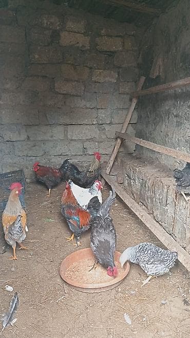 herati xoruz: Cavan aktiv. xoruzdar. satlır. ünvan Şüvəlan. qiymət. 18 man. son — 6